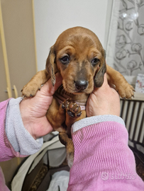 Cuccioli di bassotto