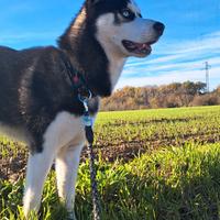 Husky per monta