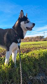 Husky per monta