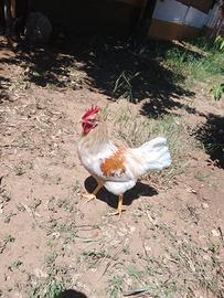 Gallo e Gallina