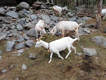 capre saanen