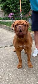 Dogue di Bordeaux maschio