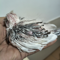 Calopsitte all.a mano