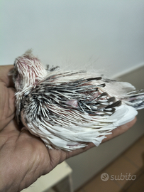 Calopsitte all.a mano