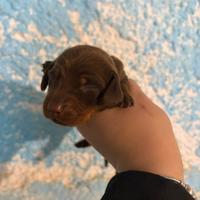 Bassotti varie colorazioni