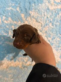 Bassotti varie colorazioni