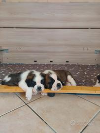 Cuccioli quasi pronti