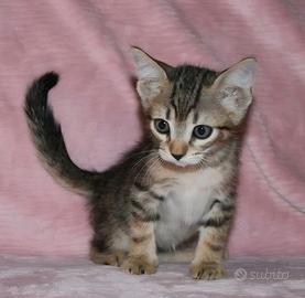 Dolce gattino