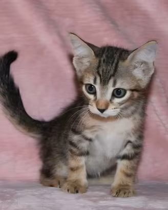 Dolce gattino