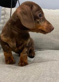 Bassotto tedesco kaninchen