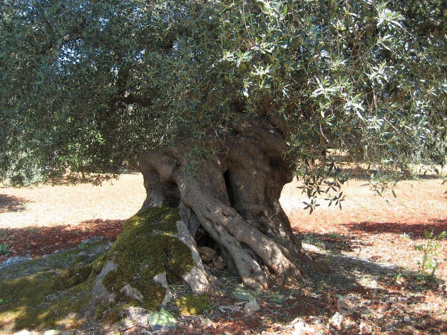 Trullo e terreno - Vista 4
