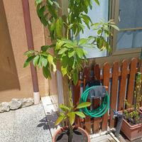 Albero di avocado con tronco intrecciato