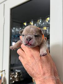 Bulldog francese