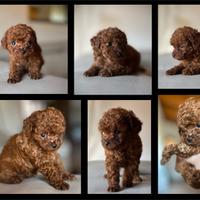 Barboncino teacup/minitoy con pedigree