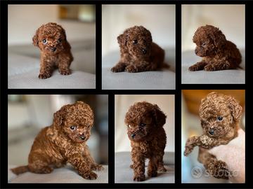 Barboncino teacup/minitoy con pedigree