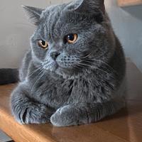 Accoppiamento maschio scottish straight BLUE