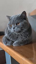 Accoppiamento maschio scottish straight BLUE