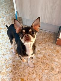 Chihuahua maschio