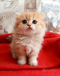 British Golden cucciola