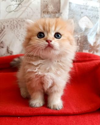 British Golden cucciola