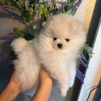 Pomerania volpino Toy Spitz nano cuccioli