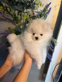 Pomerania volpino Toy Spitz nano cuccioli
