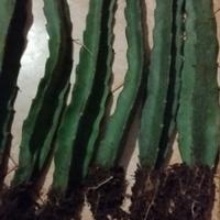 pitaya Jindu1 autoimpolinante