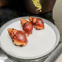 Ultime 3 giovani lumache africane