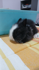 Conigli nani testa di leone