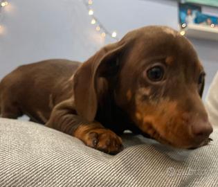 Cuccioli di Bassotto