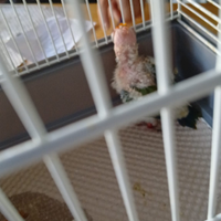 Uccelli