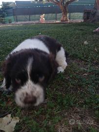 Springer