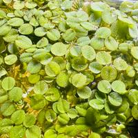 Pianta galleggiante Salvinia Minima