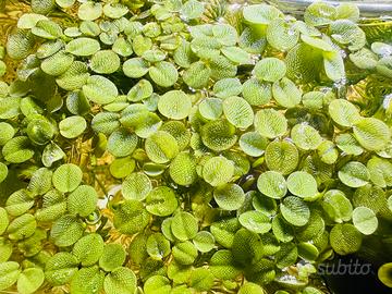 Pianta galleggiante Salvinia Minima