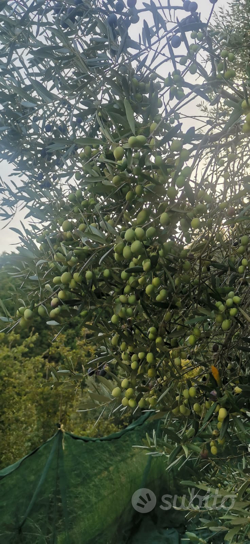 Terreno uliveto bosco Amalfi coast - Vista 4