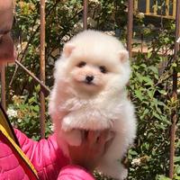 Pomerania femmina total white