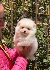 Pomerania femmina total white