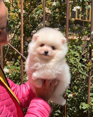 Pomerania femmina total white