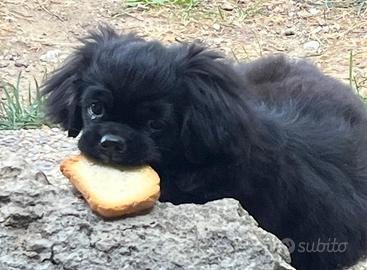 Cucciolo - Animali In vendita a Roma