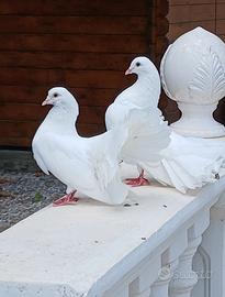 Coppie di pavoncelle bianche