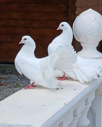 Coppie di pavoncelle bianche