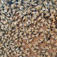 Madri F0 Buckfast inseminazione artificiale