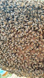 Madri F0 Buckfast inseminazione artificiale