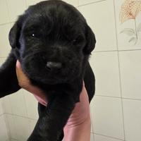 Cuccioli Labrador Retriever con pedigree Enci