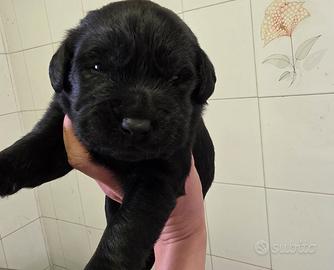 Cuccioli Labrador Retriever con pedigree Enci