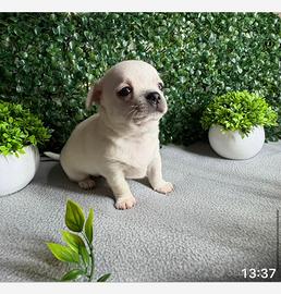 Cucciolo chihuahua