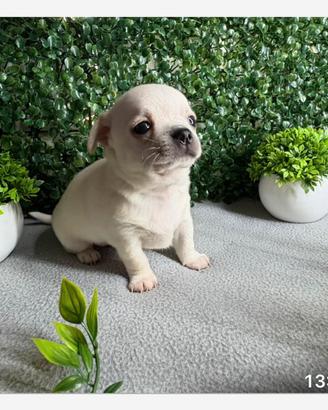 Cucciolo chihuahua
