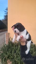 Cucciola piccola taglia