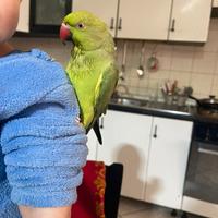 Parrocchetto dal collare