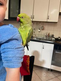 Parrocchetto dal collare